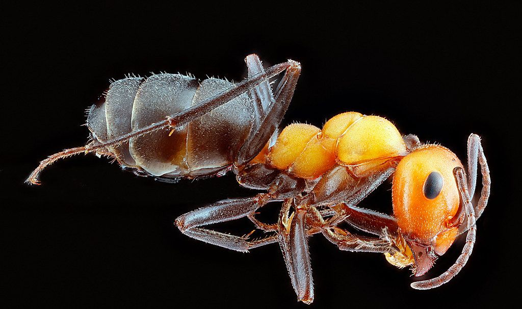 Ant Control service in Cleveland, OH