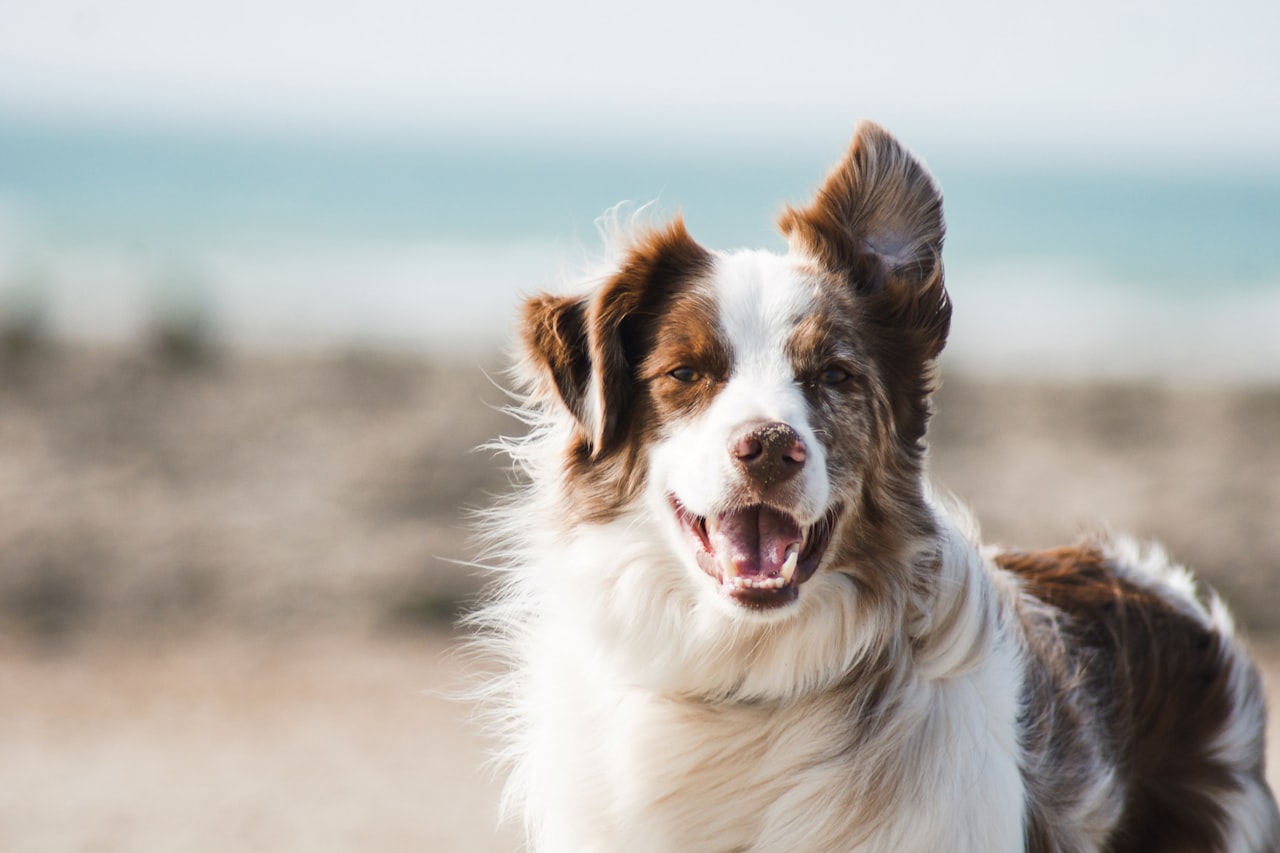 Flea & Tick Control service in Cleveland, OH