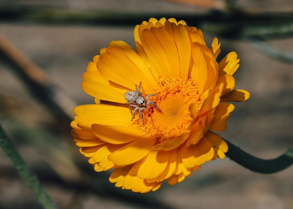 Spider Control service in Cleveland, OH